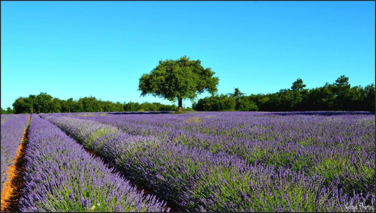 L'Oustaou Du Luberon Et Spa Villelaure Екстер'єр фото